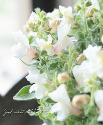 �ɺ����󥮥祽�����إԥ󥯡١�