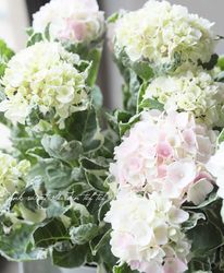 ��������۲֡��إ������󥭥�饯������