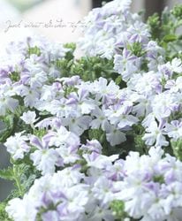�ɺ��С��٥� �إ����������ƥ����ܡ١ʲ������Ķ���