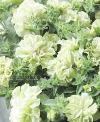 Ȭ�ź餭�ڥ���˥����ե�� ���ڥ���륫�顼 �إ��塼���ե롼���