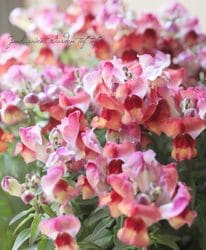 �ڿ��ֱव��ۥ��󥮥祽�� �إ��󥻥åȡ�