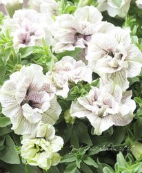�ڷ����व�󥪥ꥸ�ʥ�� �ڥ���˥� �إ饤��å��ե����꡼��