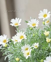 �������󥻥ޥࡡ�إץ�ޥꥢ�١ڥۥ磻�ȡ�