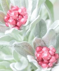 �������ʽɺ��� �إꥯ�ꥵ�� �إ�ӡ����饹������