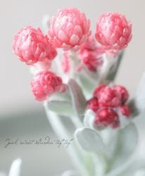 �������ʽɺ��� �إꥯ�ꥵ�� �إ�åɥ��奨���