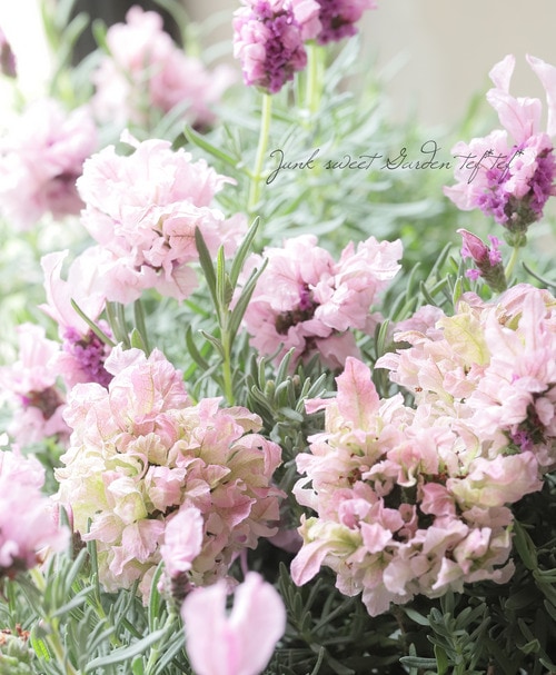 ぱぱさん専用 / Floraison フレンチラベンダー 『ラビッシュピンク』 | すべての商品 | | Junk