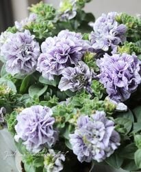 �ڹ�߷���󥪥ꥸ�ʥ��Ȭ�ź餭�ڥ���˥�������ɥ��奬�������󥷥꡼�����إϥ磻�� 