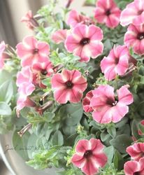 �ڲ�˧���ꥸ�ʥ�� �ڥ���˥��������������������إԡ����١����