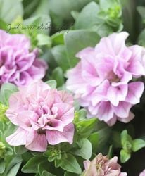 �ڲ����¤��󥪥ꥸ�ʥ�� Ȭ�ź餭�ڥ���˥����٥���㡼�ॷ�꡼�� �إΥ����