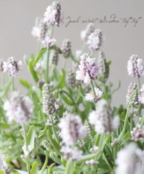 Flower Species,ラベンダー | Junk sweet Garden tef*tef*
