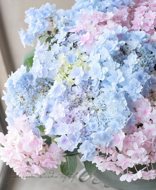 加茂花菖蒲園オリジナル ブーケ咲き紫陽花 『佳澄 -カスミ-』【2色植え