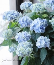 �ڵȲ���Ҥ���ۤƤޤ�餭���۲� �ؤƤƤƤޤ�� �֥롼