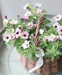 �����������ۥץ����եȡ��ץ饹��󥮥եȡؤۤۤ��ߥХ����åȡ٢�