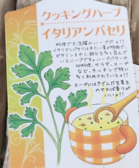 家庭菜園】 『イタリアンパセリ』 | Leaf Species,セリ | | Junk sweet