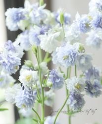 ��LUXURY SELECTION��tef*tef*��ȴ��Ȭ�ź餭�����ޥ����إ���饤�ȥ֥롼�� �ڲָ����20��off��