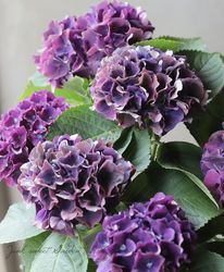 紫陽花 楽天市場】【数量限定】紫陽花 ネイビーブルー 5号鉢 鉢植え ギフト 母