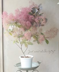Leaf Species,スモークツリー | Junk sweet Garden tef*tef*