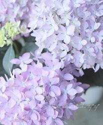 花苗,紫陽花 | Junk sweet Garden tef*tef*