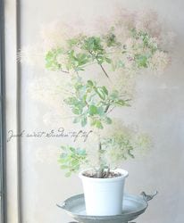Leaf Species,スモークツリー | Junk sweet Garden tef*tef*
