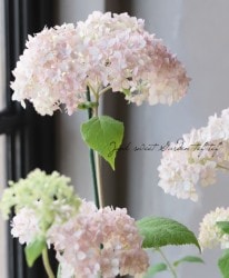 ���۲֥��ʥ٥롡�إ롦�ѥ�ե���