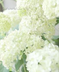 ���۲֥��ʥ٥롡�إ롦�ޥ˥ե�������