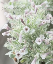 Flower Species,ペチュニア | Junk sweet Garden tef*tef*