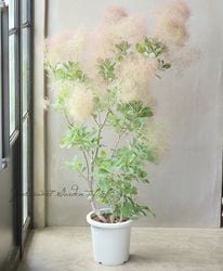 花苗,スモークツリー | Junk sweet Garden tef*tef*