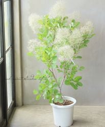 Leaf Species,スモークツリー | Junk sweet Garden tef*tef*
