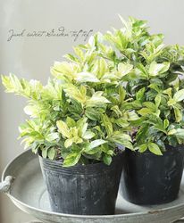 花苗【リーフ】 | Junk sweet Garden tef*tef*