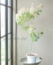 Leaf Species,スモークツリー | Junk sweet Garden tef*tef*