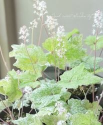 �쥢����������ƥ�������