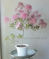 Leaf Species,スモークツリー | Junk sweet Garden tef*tef*