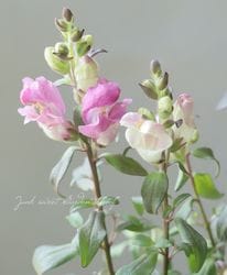 Ƽ�ե��󥮥祽�����إߥ˥����꡼������١ڥ��������꡼���