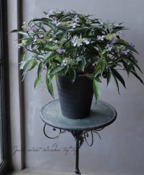 ���ա������۲֡ع�ε -������奦-��