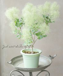 Leaf Species,スモークツリー | Junk sweet Garden tef*tef*