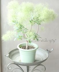 メル85316　雅　グリーンリップ系　小苗　２苗 花苗,スモークツリー | Junk sweet Garden tef*tef*