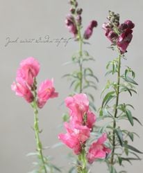 Ƽ�ե��󥮥祽�����إ֥�å��ץ�󥹡� �إ֥��󥺥�åɡ١�2���餭��