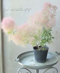 Leaf Species,スモークツリー | Junk sweet Garden tef*tef*