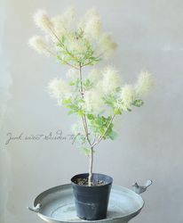 Leaf Species,スモークツリー | Junk sweet Garden tef*tef*