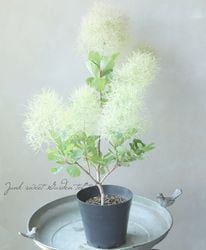Leaf Species,スモークツリー | Junk sweet Garden tef*tef*