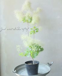 Leaf Species,スモークツリー | Junk sweet Garden tef*tef*