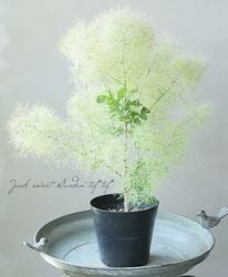 Leaf Species,スモークツリー | Junk sweet Garden tef*tef*