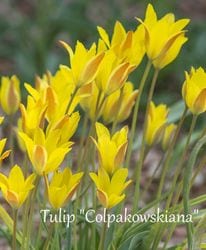 9�����ȯ���ڵ庬�۸���ϥ磻��ɥ��塼��å� �إ���ѥ����������ʡ� �庬5��