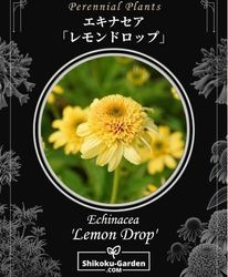 Flower Species | Junk sweet Garden tef*tef*