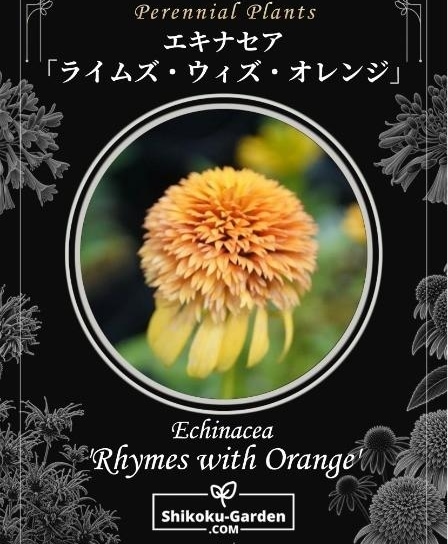 花 八重咲きエキナセア『ライムウィズオレンジ』 | すべての商品 | | Junk