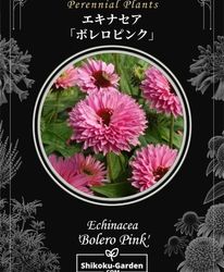 Flower Species | Junk sweet Garden tef*tef*