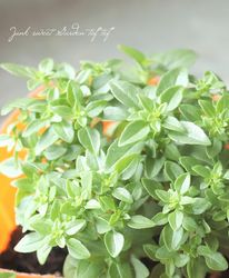 花苗,【家庭菜園】【果樹】 | Junk sweet Garden tef*tef*