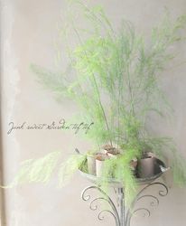 �ڲ����ڱ��tef*tef*������ �����ѥ饬�����إϥ��ѡ������륫���