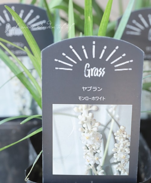 山採り天然　貴重　究極美白斑紋　ツリバナ　クロモジ混合株　50 白花ヤブラン・リリオペ 『モンローホワイト』 | 花苗 | | Junk sweet