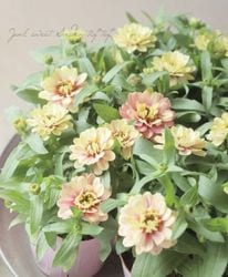 花苗 | Junk sweet Garden tef*tef*